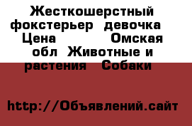 Жесткошерстный фокстерьер, девочка. › Цена ­ 5 000 - Омская обл. Животные и растения » Собаки   